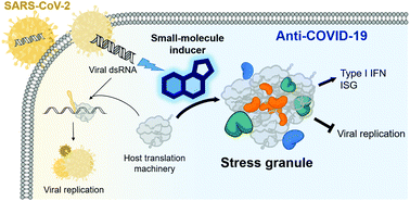 Graphical abstract: Harnessing stress granule formation by small molecules to inhibit the cellular replication of SARS-CoV-2