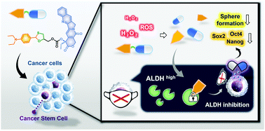 Graphical abstract: ROS activated prodrug for ALDH overexpressed cancer stem cells