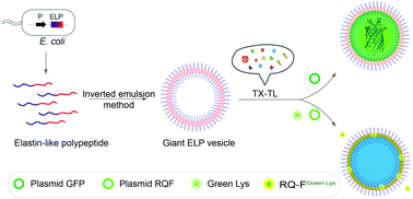 Graphical abstract: Facile formation of giant elastin-like polypeptide vesicles as synthetic cells