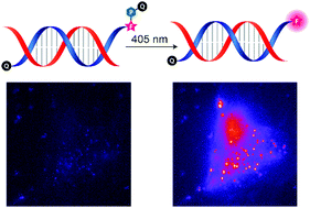 Graphical abstract: Visible light-activatable Q-dye molecular beacons for long-term mRNA monitoring in neurons