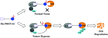 Graphical abstract: Development of hypoxia-activated PROTAC exerting a more potent effect in tumor hypoxia than in normoxia