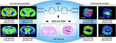 Graphical abstract: Michler's ethylketone as a novel negative-ion matrix for the enhancement of lipid MALDI tissue imaging