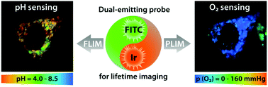 Graphical abstract: Combined fluorophore and phosphor conjugation: a new design concept for simultaneous and spatially localized dual lifetime intracellular sensing of oxygen and pH