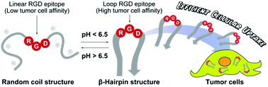 Graphical abstract: A β-hairpin peptide with pH-controlled affinity for tumor cells