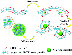 Graphical abstract: A multidentate polymer microreactor route for green mass fabrication of mesoporous NaYF4 clusters