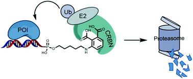 Graphical abstract: 3-Aminophthalic acid, a new cereblon ligand for targeted protein degradation by O’PROTAC