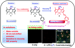 Graphical abstract: Novel cationic meso-CF3 BODIPY-based AIE fluorescent rotors for imaging viscosity in mitochondria