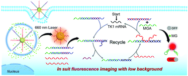 Graphical abstract: A fluorogenic RNA aptamer nanodevice for the low background imaging of mRNA in living cells
