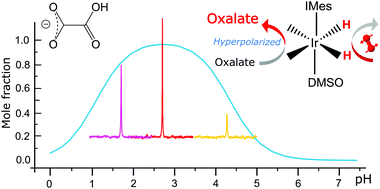 Graphical abstract: Tuning of pH enables carbon-13 hyperpolarization of oxalates by SABRE