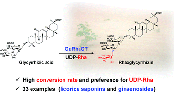 Graphical abstract: GuRhaGT, a highly specific saponin 2′′-O-rhamnosyltransferase from Glycyrrhiza uralensis