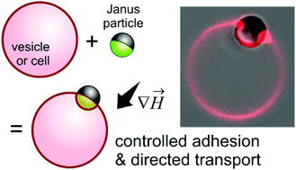 Graphical abstract: Controlled adhesion, membrane pinning and vesicle transport by Janus particles