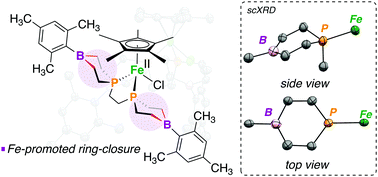 Graphical abstract: Bis(1-bora-4-phosphorinane) ring closure at Cp*M (M = Fe, Co) complexes