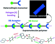 Graphical abstract: Structural influence on stimuli-responsive halogen-bonded luminescent supramolecular polymers from heteroditopic isomers