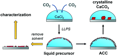 Graphical abstract: Generality of liquid precursor phases in gas diffusion-based calcium carbonate synthesis