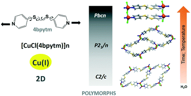 Graphical abstract: Polymorphism in a two-dimensional copper(i) metal–organic framework with the ligand bis(4-pyridylthio)methane