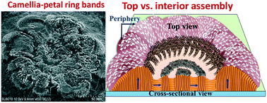 Graphical abstract: Sluggish growth of poly(ε-caprolactone) leads to petal-shaped aggregates packed with thick-stack lamellar bundles