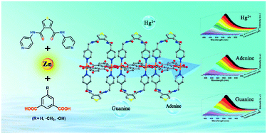 Graphical abstract: Three Zn(ii) coordination polymers constructed with a new amide-thiophene-derived bis-pyridyl ligand as ultrasensitive luminescent sensors for Hg(ii) and purines