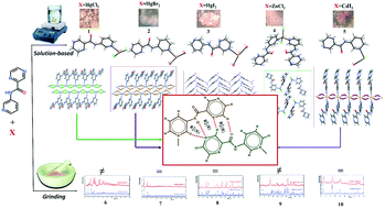 Graphical abstract: Hydrogen bond synthons affect the coordination geometry of d10-metal halide complexes: synthetic methods, theoretical studies, and supramolecular architectures