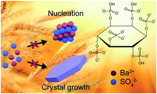 Graphical abstract: Suppressing barite crystallization with organophosphorus compounds