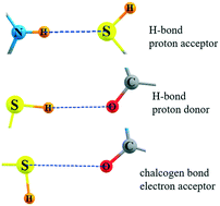 Graphical abstract: Participation of S and Se in hydrogen and chalcogen bonds
