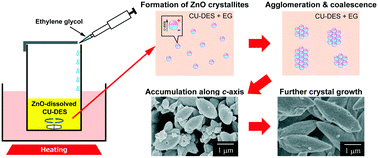 Graphical abstract: Formation of double-cone-shaped ZnO mesocrystals by addition of ethylene glycol to ZnO dissolved choline chloride–urea deep eutectic solvents and observation of their manners of growth