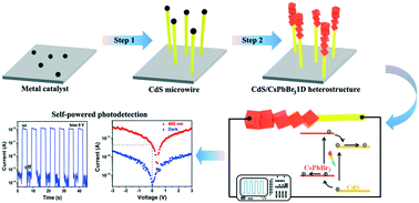 Graphical abstract: Controllable vapor growth of CsPbBr3/CdS 1D heterostructures with type-II band alignment for high-performance self-powered photodetector