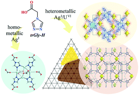 Graphical abstract: 1,2,4-Triazolyl-4-acetate: a ditopic ligand combining soft and hard donor sites in homometallic (AgI) and heterometallic (AgI/UVI) coordination polymers