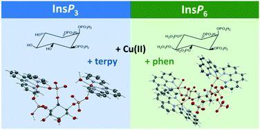 Graphical abstract: Supramolecular interaction of inositol phosphates with Cu(ii): comparative study of InsP6–InsP3