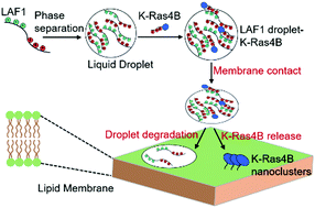 Graphical abstract: Liquid droplets of protein LAF1 provide a vehicle to regulate storage of the signaling protein K-Ras4B and its transport to the lipid membrane