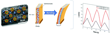 Graphical abstract: Influence of cellulose nanocrystal surface functionalization on the bending response of cellulose nanocrystal/ionic liquid soft actuators