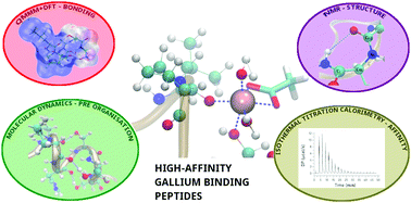 Graphical abstract: Investigation of the structure and dynamics of gallium binding to high-affinity peptides elucidated by multi-scale simulation, quantum chemistry, NMR and ITC