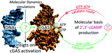 Graphical abstract: Unraveling the cGAS catalytic mechanism upon DNA activation through molecular dynamics simulations