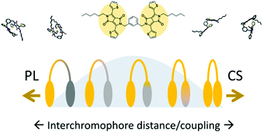 Graphical abstract: The role of conformational heterogeneity in the excited state dynamics of linked diketopyrrolopyrrole dimers