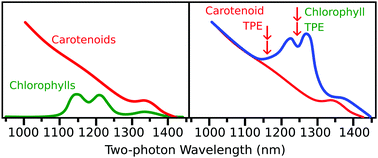 Graphical abstract: Two-photon absorption and excitation spectroscopy of carotenoids, chlorophylls and pigment–protein complexes