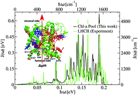 Graphical abstract: Multiscale QM/MM molecular dynamics simulations of the trimeric major light-harvesting complex II