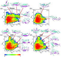 Graphical abstract: Sequence-dependent aggregation-prone conformations of islet amyloid polypeptide