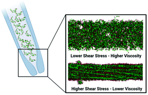Graphical abstract: Longitudinal strand ordering leads to shear thinning in Nafion