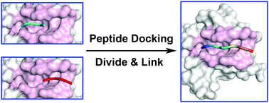 Graphical abstract: Divide-and-link peptide docking: a fragment-based peptide docking protocol
