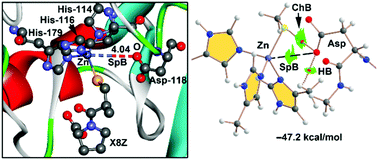Graphical abstract: Theoretical study of spodium bonding in the active site of three Zn-proteins and several model systems