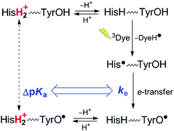 Graphical abstract: Kinetic evidence for the transiently shifted acidity constant of histidine linked to paramagnetic tyrosine probed by intramolecular electron transfer in oxidized peptides