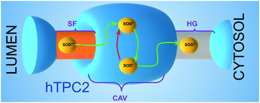 Graphical abstract: The key role of the central cavity in sodium transport through ligand-gated two-pore channels