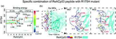 Graphical abstract: Molecular dynamics study on the inhibition mechanisms of ReACp53 peptide for p53–R175H mutant aggregation