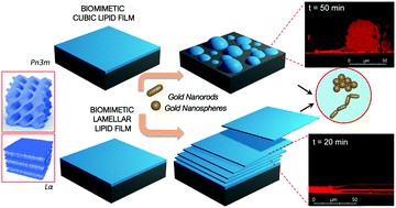 Graphical abstract: Interaction of nanoparticles with lipid films: the role of symmetry and shape anisotropy