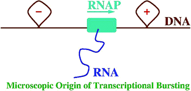 Graphical abstract: Understanding the molecular mechanisms of transcriptional bursting