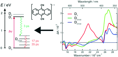Graphical abstract: The excited-state dynamics of the radical anions of cyanoanthracenes