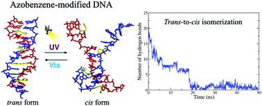 Graphical abstract: Photoinduced azobenzene-modified DNA dehybridization: insights into local and cooperativity effects from a molecular dynamics study