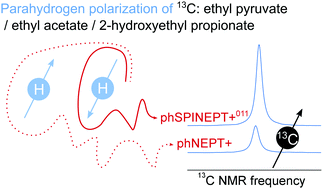 Graphical abstract: Selective excitation of hydrogen doubles the yield and improves the robustness of parahydrogen-induced polarization of low-γ nuclei