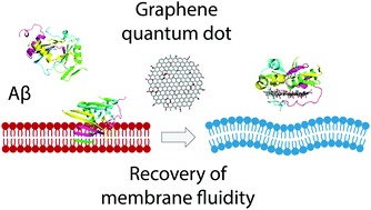 Graphical abstract: Graphene quantum dots obstruct the membrane axis of Alzheimer's amyloid beta