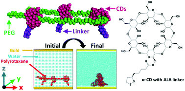 Graphical abstract: Structural order of water molecules around polyrotaxane including PEG, α-cyclodextrin, and α-lipoic acid linker on gold surface by molecular dynamics simulations