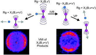 Graphical abstract: Vibrational predissociation versus intramolecular vibrational energy redistribution (IVR) in rare gas⋯dihalogen complexes: IVR identified in Ar⋯I2(B, ν′) using velocity-map imaging